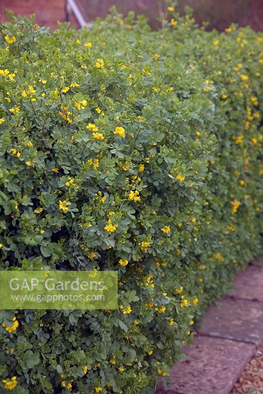 Coronilla valentina subsp. glauca AGM grown as a hedge in a coastal maritime climate