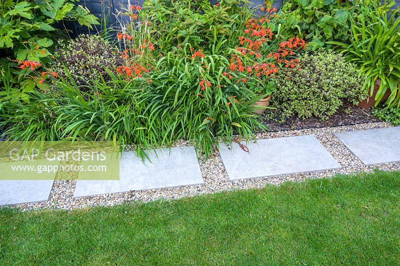 Planting of Pittosporum 'Tom Thumb' and Crocosmia 'Lucifer' along a paved path in Walthamstow Modern Garden by Earth Designs