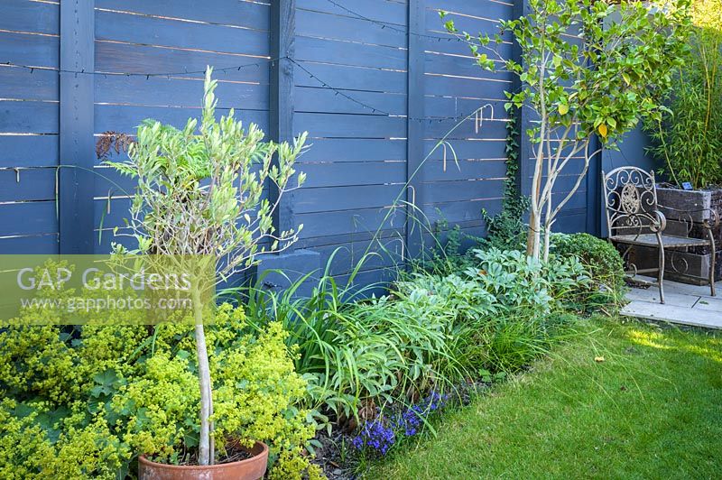 Shade planting with Tree fern, Alchemilla mollis and Helleborus  in Walthamstow Modern Garden by Earth Designs