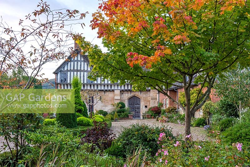 A part timbered Mediaeval manor house, seen over an island bed of clipped topiary and past a maple tinged with autumn colour.