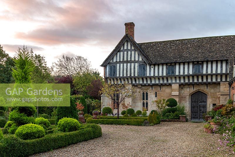 At dawn, a part timbered Mediaeval manor house flanked by a formal box parterre, seen past an island bed of clipped topiary.