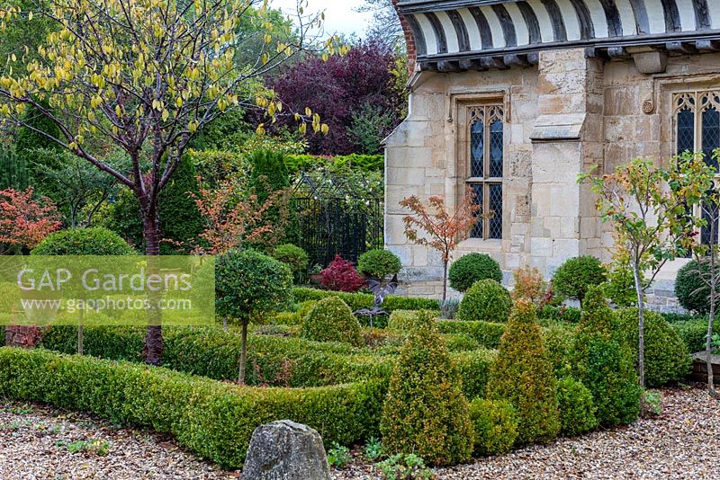 A formal parterre created from clipped box hedges, balls and standards, with the red autumn foliage of small flowering almonds, Prunus triloba.