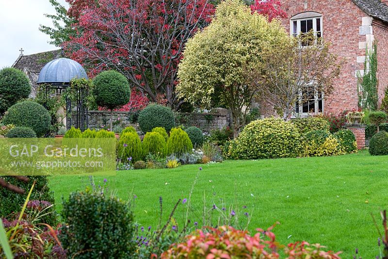A mature ornamental cherry with autumn's red foliage, towers above a variegated Portugese laurel, euonymus at its feet. To the left, a gazebo is set amongst privet standards and dwarf golden green conifers, Thuja orientalis 'Aurea Nana'.