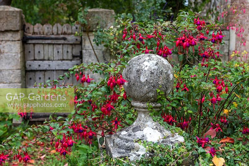 An ancient stone ball finial is engulfed in Fuchsia magellanica
