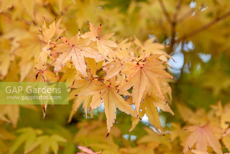 Acer palmatum 'Sango-Kaku', the coral bark maple, a deciduous tree with coral red young branches, and foliage that turns yellow in autumn.