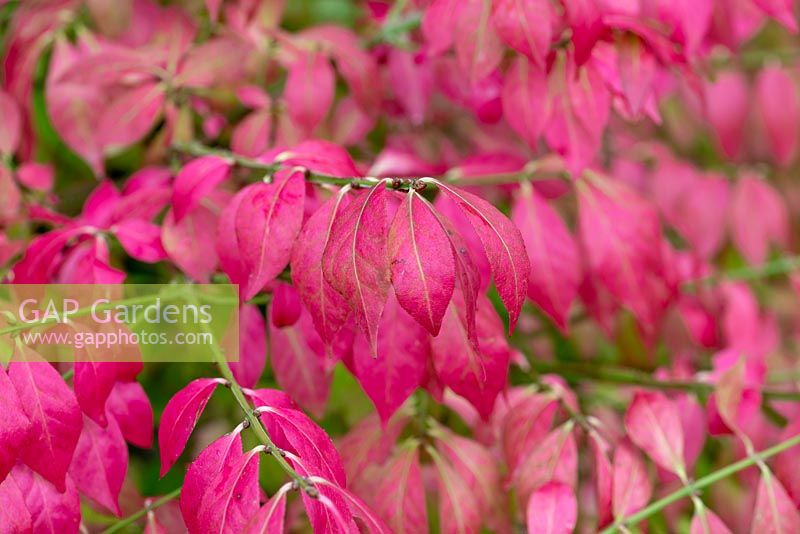 Euonymus alatus, winged spindle tree or burning bush, a spreading shrub or small tree with scarlet foliage in autumn.