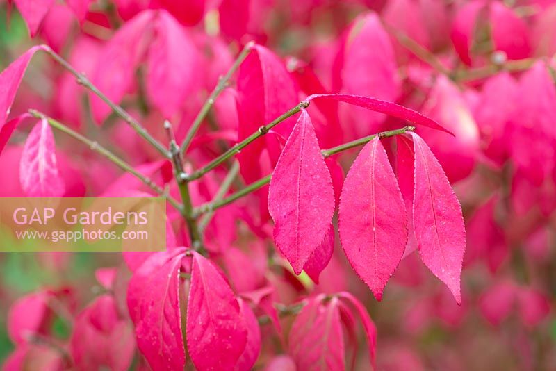 Euonymus alatus 'Compactus', winged spindle tree or burning bush, a spreading shrub or small tree with scarlet foliage in autumn.