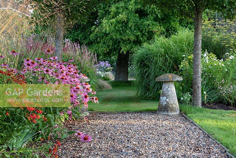 A gravel and grass path passes between an avenue of ornamental pears, Pyrus calleryana 'Chanticleer', edged in borders of heleniums, coneflowers and persicaria, arriving at a mature Liquidambar.