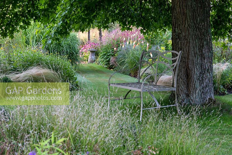 A metal chair seen beneath a mature Liquidambar, a grassy path leads between twin borders of miscanthus, red hot pokers, coneflowers and persicaria.