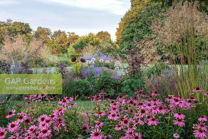 Seen over coneflowers, Echinacea purpurea 'Magnus', and Stipa gigantea, an inner curving bed of Russian sage, purple angelica, white agapanthus, geums and euphorbia.