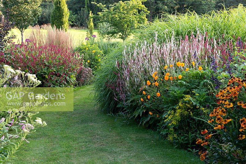A grassy path separates borders planted with clumps of bistort, Persicaria amplexicaulis 'Firetail' and 'Rosea', orange geums, euphorbia, heleniums, miscanthus and feather reed grass.