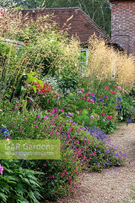 Stipa gigantea - golden oats, a stately ornamental grass in a hot coloured planting scheme with Alstroemerias, Agapanthus, Cosmos, Crocosmia, Catmint, hardy Geraniums and Asters.