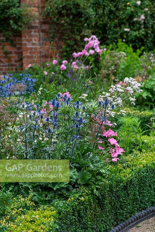 A summer planting combination of laceflowers with blue Eryngium zabelii 'Jos Eijking' and pink Lavatera trimestris 'Silver Cup