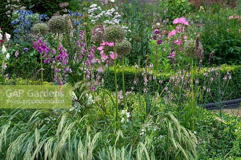 Ornamental onion seedheads rise above grasses, Foxgloves and pink toadflax.
