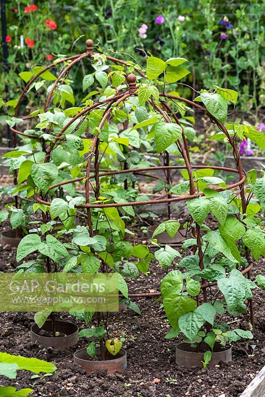 Young runner bean plants are trained up a metal plant support, their stems enclosed in a copper ring to deter slugs and snails.