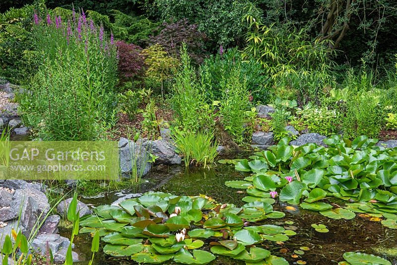 A naturalistic pond with water lilies, surrounded in beds of ferns, lythrum, grasses and acers.