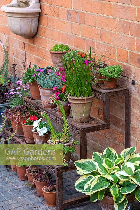 Old iron shelving holds pots of succulents, busy-lizzies, bulbs and dianthus.