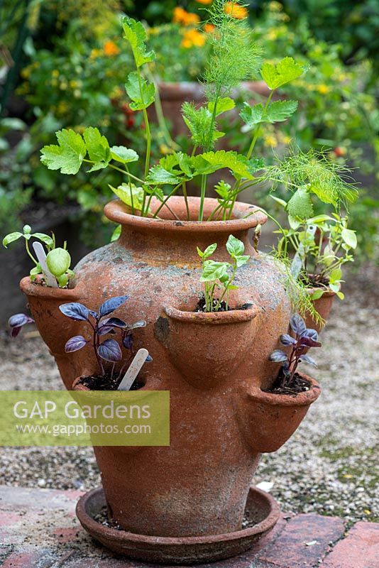 A terracotta strawberry planter is planted with different varieties of basil.