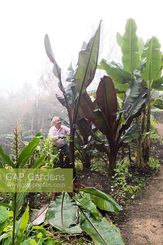 Man cutting off the leaves from Ensete ventricosum 'Maurellii' and Ensete ventricosum 'Montbeliardii' in preparation to overwinter the stems