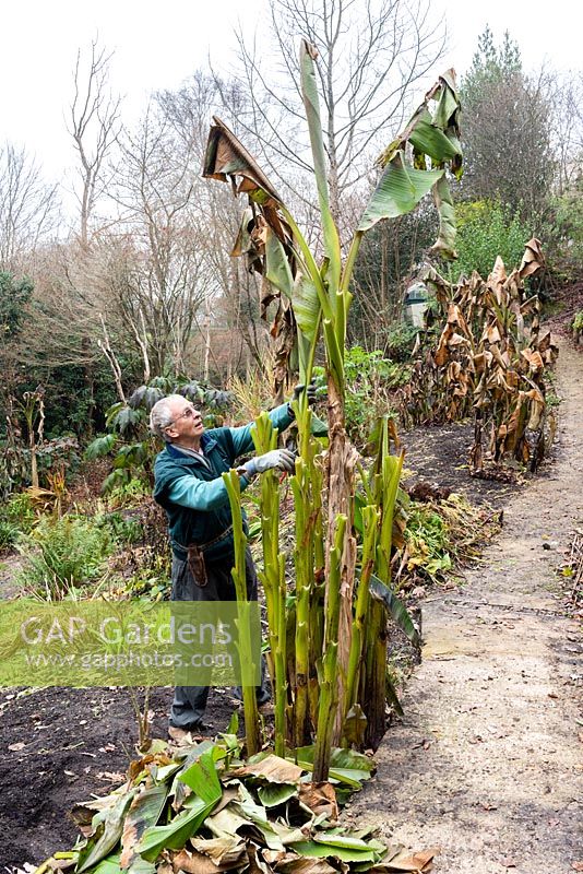Man cutting the leaves off Musa basjoo in preparation for winter protection
