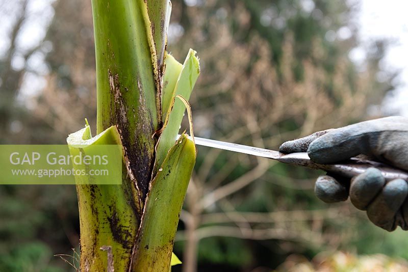 Cutting off the leaf stems of a banana plant with a knife in preparation for winter protection