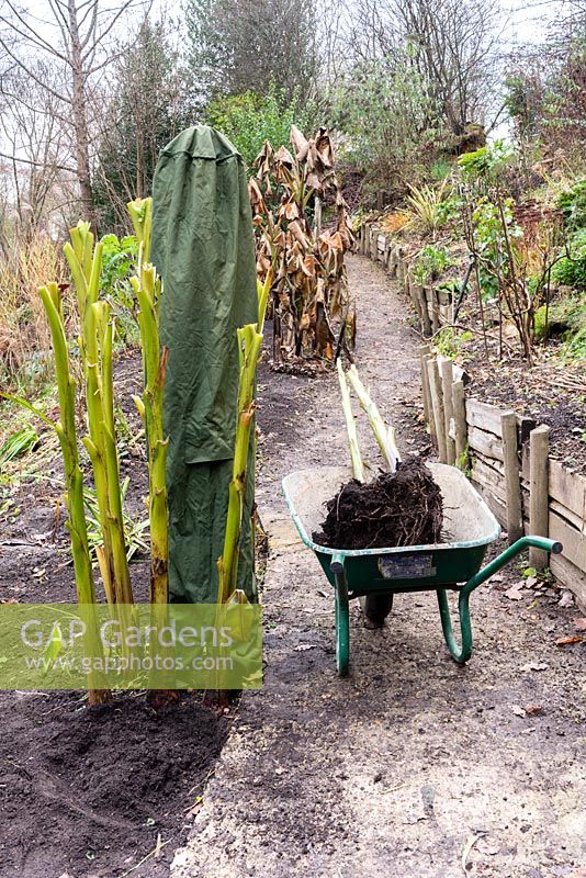 Musa basjoo stems in a wheelbarrow ready to be taken to a greenhouse for overwintering