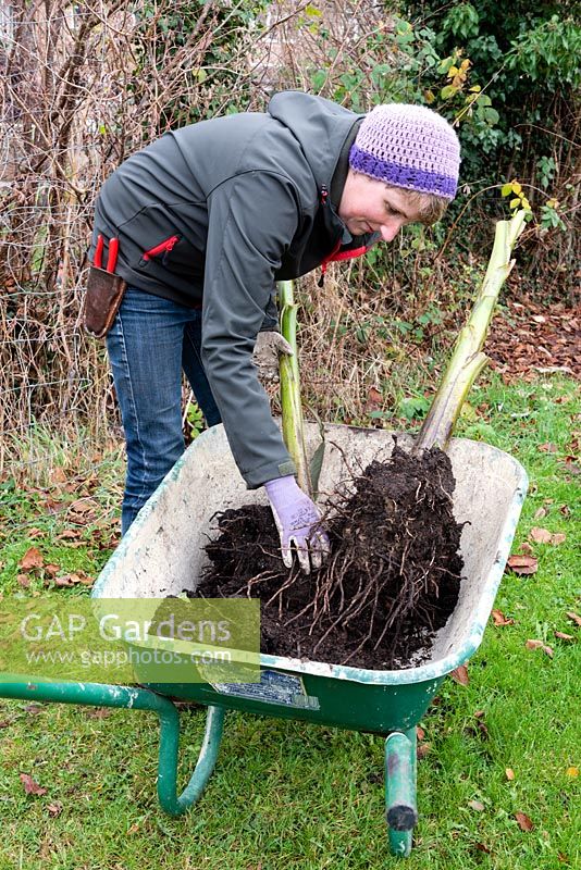 Woman removing soil from the roots of Musa basjoo ready to be repotted for overwintering in a greenhouse