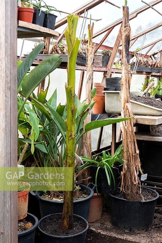 Banana plants and Strelitzias in pots beginning to overwintering in a greenhouse