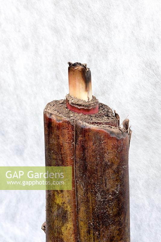 Close up of an Ensete stem overwintering in a greenhouse showing some growth due to the pot reasting on a heated mat during the winter