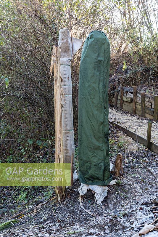 Banana stems wrapped in fleece and pond underlay for winter protection, also showing one stem with the final layer of cover - a vented waterproof garden umbrella sheath