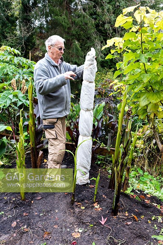 Man using elastic bands to secure pond liner fleece which has been wrapped around the cut back stem of a banana plant for winter protection