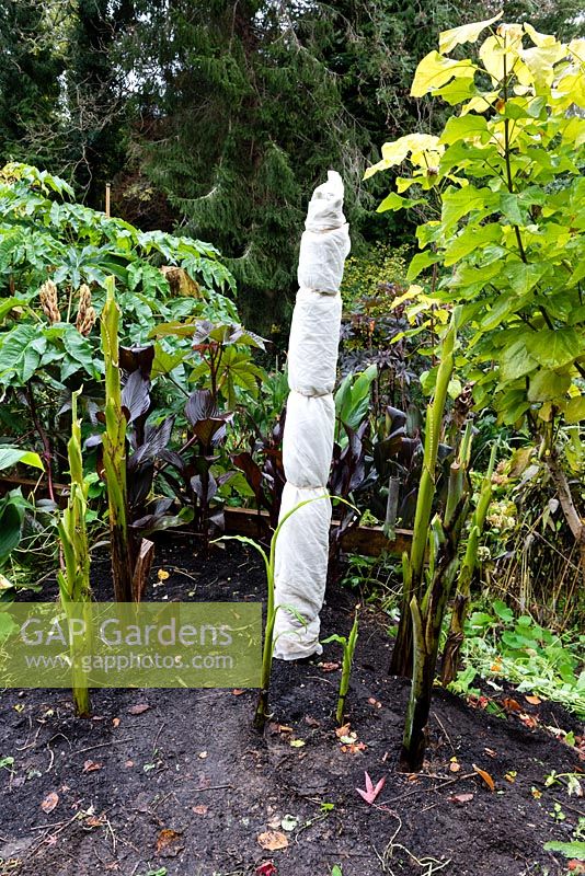 Elastic bands secure pond liner fleece which has been wrapped around the cut back stem of a banana plant for winter protection