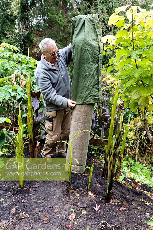 A man is placing a waterproof garden umbrella cover over a length of 300mm Plain Ended Unperforated 'Solid' Twinwall Pipe wrapped twice with insulating thick pond liner underlay which  covers a cut back stem of a banana plant for over winter protection