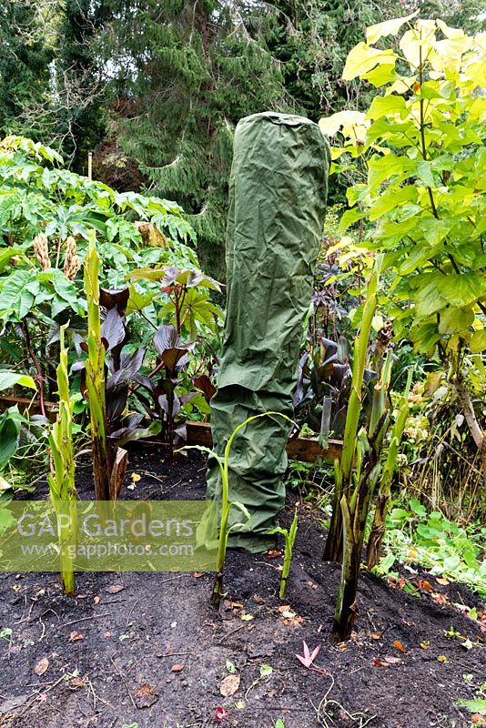 The cut back stem of the banana plant is wrapped a few times with pond liner fleece and secured in place with string or elastic bands. A length of 300mm Plain Ended Unperforated 'Solid' Twinwall Pipe wrapped twice with insulating thick pond liner underlay is lowered over the cut back wrapped stem. Finally a waterproof garden umbrella cover is lowered over the pipe with the air vents opened on the side