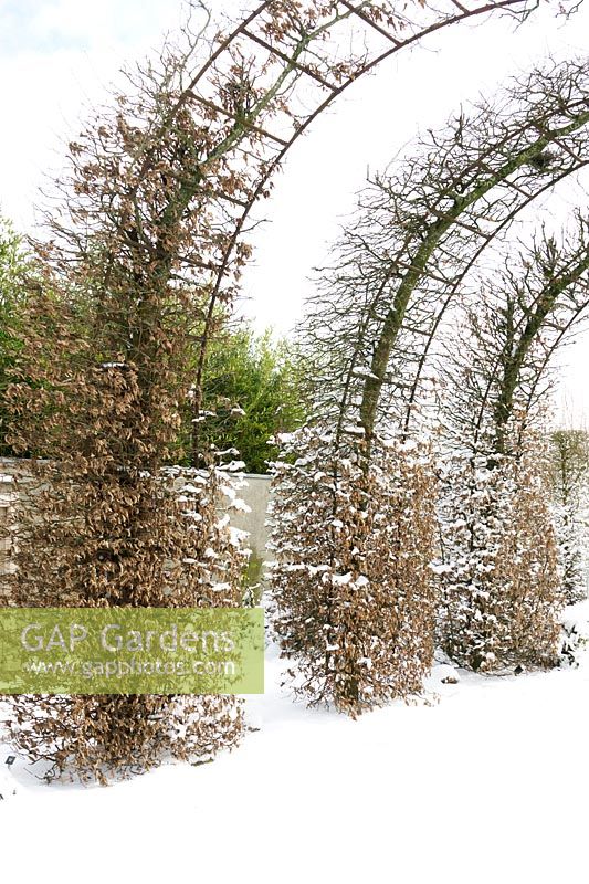 Round arch shaped hedges covered and in snow.