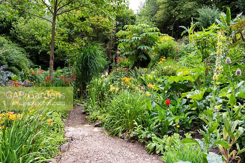 Path through a garden which is situated in a steep-sided valley or combe with its own sheltered microclimate which permits tender exotic plants to flourish