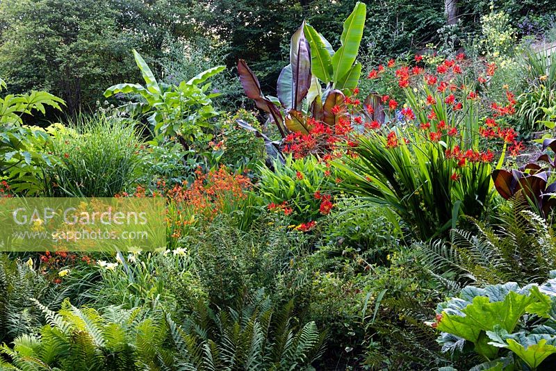 View up into a garden which is situated in a steep-sided valley or combe with its own sheltered microclimate which permits tender exotic plants to flourish