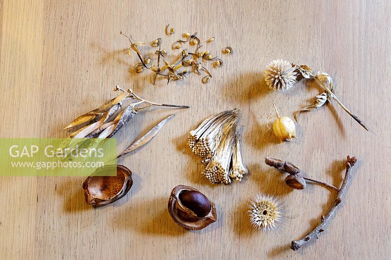 Autumn seeds from plants and trees
