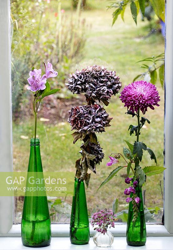  Alstromeria, Hydrangea macrophylla and Chrsanthemum stems in glass bottles on a window sill