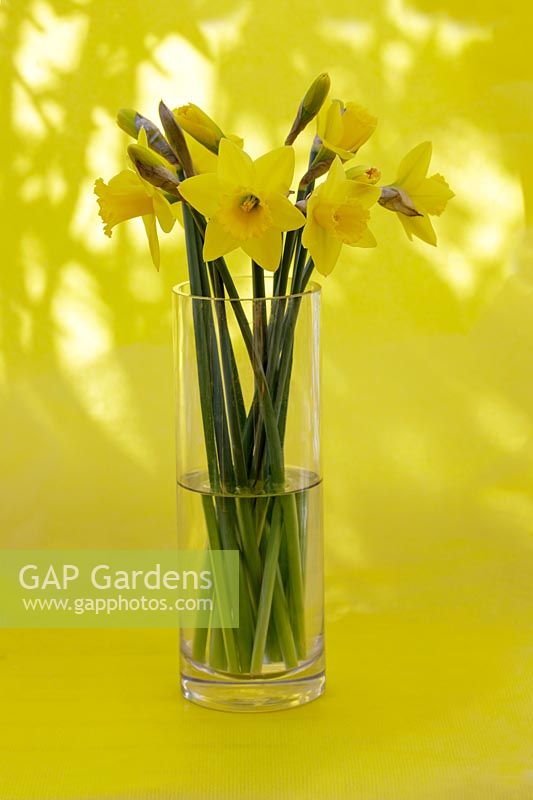 Still life - Tete-e- Tete Daffodils in glass vase 