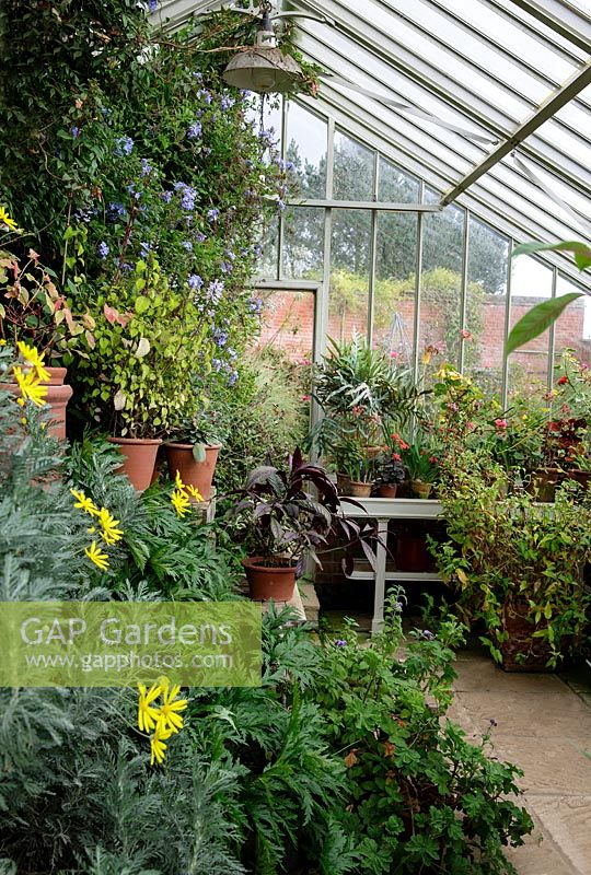 East Ruston Old Vicerage flower containers in glasshouse - October