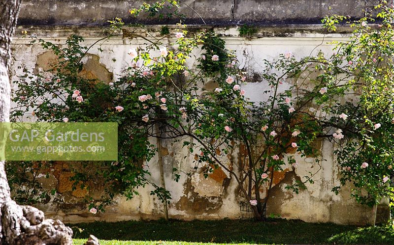 Roses on climbing up a wall at the National Museum of Natural History and Science Botanic Garden - Lisbon