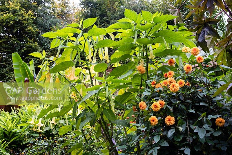 Brugmansia aurea and Dahlia 'David Howard' in an exotic garden setting