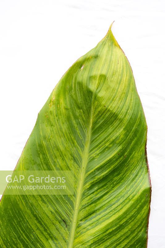 Canna iridiflora 'Ehemannii' leaf showing the effects of the Canna virus as streaks of paler tissue in the leaf veins causing yellow mottling of the leaves