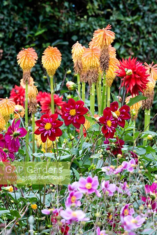 Dahlia 'Dyliss Ayling' with Kniphofia rooperi and Anemone hupehensis 'Hadspen Abundance'
