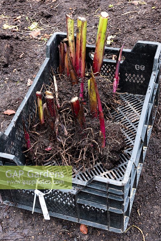 Canna stems and rootballs that have been cut back and lifted in a tray ready to be divided and overwintered