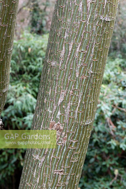 Acer capillipes - Snake-bark Maple - tree trunk showing bark patterns
