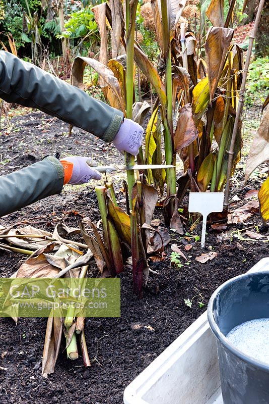 Cutting a Canna stem with a knife that has been sterilised in a fluid to prevent the transmission of Canna virus