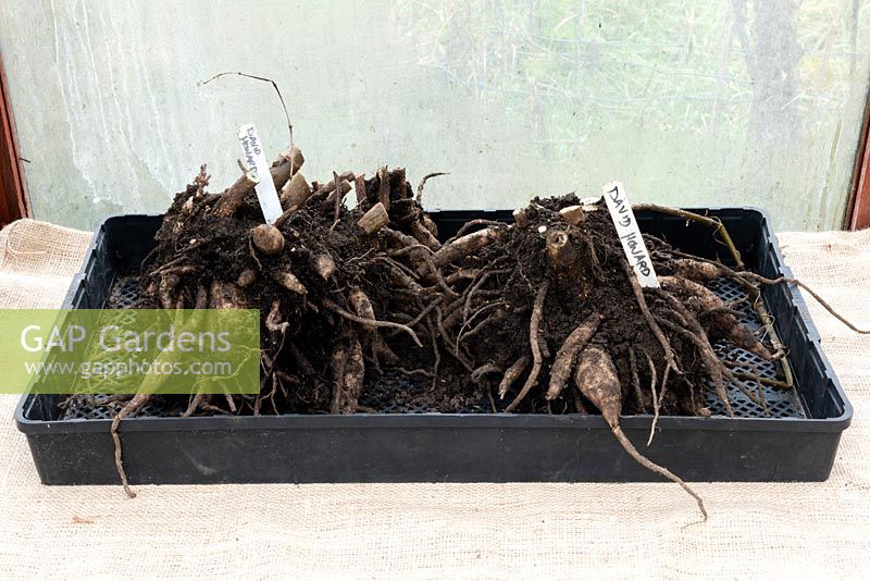 Dahlia 'David Howard' tubers in a tray in a greenhouse for overwintering