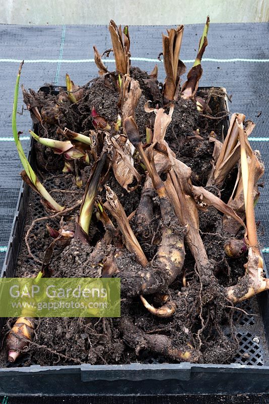 Canna rhizomes in a tray ina greenhouse for overwintering